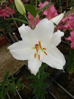 [4532 VH08 No02.JPG]